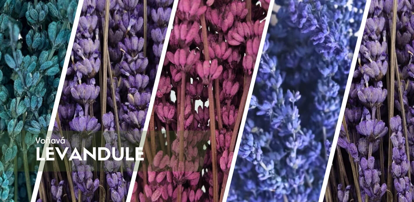 Stabilizovaná levandule – vůně Provence a dlouhotrvající krása